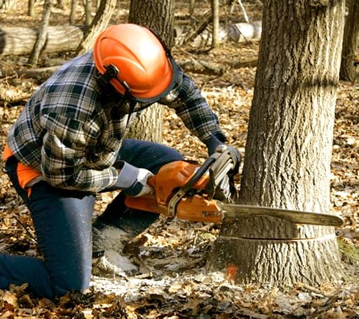 Tree Removal in Higden, AR